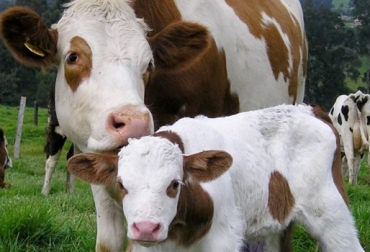 La raza, la alimentación, el clima, el suelo, el manejo y la sanidad son factores que influyen en el ciclo de productivo y reproductivo de una vaca. Foto: CONtexto Ganadero. Ciclo de vida productivo de una hembra bovina, ciclo reproductivo de una hembra bovina, destete de terneros, levante bovino, reproducción bovina, descarte de un bovino
