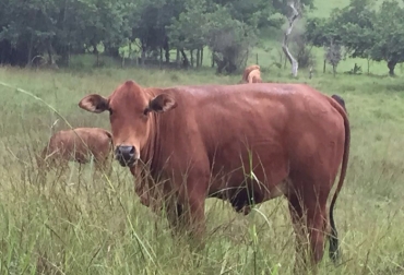 Este es un ejemplar de la raza Brihmenpol, producto del cruce entre Brahman, Simmental y Senepol. Foto: Cortesía. Raza Brihmenpol, Brihmenpol, Brahman, Simmental, Senepol, empresa Agen Genética, Eduardo Angarita, hacienda La Arcadia, Zarzal, Valle del Cauca, características del Brihmenpol, bovinos adaptados al trópico, trihíbrido, creación de una raza, carne de calidad de Brihmenpol, mejor tren delantero, compromiso social, Universidad de Ciencias Ambientales y Aplicadas, UDCA, Universidad de Caldas, CONtexto ganadero, ganaderos Colombia