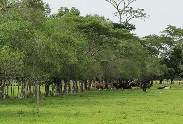 El tipo de árbol que se utiliza en un sistema silvopastoril depende de la región, la necesidad, interés y gusto del productor. Foto: Contexto ganadero. sistemas silvopastoriles, tipos de árboles, importancia de los árboles, bondandes de los árboles, sector ganadero, trópico alto, trópico bajo, contexto ganadero