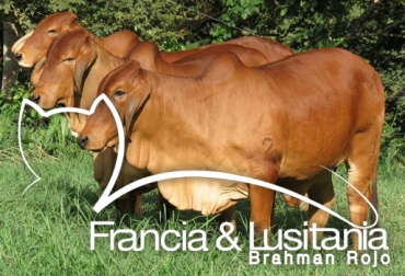 Ambas fincas trabajan como una sola y son líderes en la región y el país en producción de carne y genética de Brahman rojo. Foto: Haciendas Francia y Lusitania. Haciendas Francia y Lusitania, Brahman Rojo, Montería, córdoba, Criadores de Brahman Rojo, resultados productivos y reproductivos de las ganaderías Francia y Lusitania, genética Brahman Rojo Francia y Lusitania, toros Brahman rojo, haciendas HK Swaner Brahmans y Santa Helena, hacienda El Palmar, CONtexto ganadero, ganaderos colombia