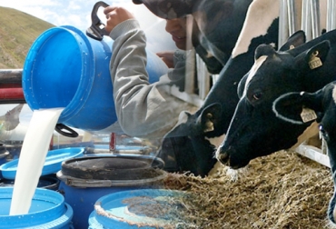 La mayor parte de los costos de los productores lecheros se invierten en la alimentación de los bovinos y el mantenimiento de las praderas. Foto: CONtexto ganadero. Estructura de costos en lechería, Lechería de trópico bajo, lechería de trópico alto, rentabilidad de las ganaderías de leche, ganadería de leche en Colombia, cómo mejorar rentabilidad en ganadería de leche, porcentajes de la estructura de costos de ganadería en Colombia, precio del litro de leche en Colombia, Antioquia, Valle del Cauca, Santa Rosa de Osos, Cartago, CONtexto ganadero, ganaderos Colombia