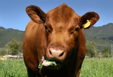 De las 4 cavidades que tienen los bovinos, retículo, omaso, abomaso y rumen, este último es el más importante en la digestibilidad de las vacas. Foto: Fedegán. digestión de los bovinos, 4 estómagos de los bovinos, bacterias del rumen bovino, alimentación bovina, ingesta de pasto o forraje, boca de la vaca, faringe y esófago de la vaca, pre-estómagos del bovino, retículo, rumen, omaso, abomaso, intestino delgado de la vac, intestino grueso de la vaca, recto de la vaca, CONtexto ganadero