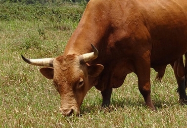 En Santander trabajan en la preservación de la raza Chino Santandereano. Foto: CONtexto Ganadero. raza chino santandereano, preservación raza chino santandereano, ganaderos de Santander, gobernación de Santander, Asocriollo, Corpoica, ganaderos del círculo de excelencia del chino santandereano, preservación de material genético del chino santandereano, CONtexto ganadero