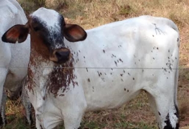 La hembra es capaz de producir hasta 25 litros de leche al día y quedar preñada una vez por año. Foto: Alejandro Giraldo Villegas. cruces, cruces bovinos, gyr x holstein, girolando, BON x Girolando Plus, Girolando Plus, ganado bon, ganado criollo, ganado criollo colombiano, ganadería casanare, producción leche en el trópico, marino valderrama, ganadería colombia, contexto ganadero