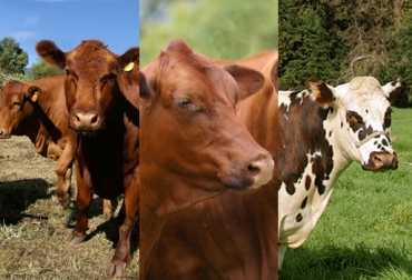 La elección de una buena raza, el suministro de buenas pasturas y la aplicación de BPG son requisitos para iniciar una ganadería de carne. Foto: Fedegan.org.co. Ganadería de carne trópico alto, ganadería levante y ceba trópico alto, ganadería carne trópico alto consejos, ganadería levante y ceba clima frío, razas taurinas carne clima frío, ganadería carne clima frío, cambio sistema carne a leche, ganaderos de carne clima frío, ganaderos carne trópico alto, CONtexto ganadero, ganaderos Colombia