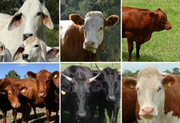 Una forma de mejorar la calidad de la carne en Colombia se logra con la implementación de razas europeas (bos taurus) con razas cebuinas y criollas. Foto: CONtexto ganadero. Calidad carne Colombia, mejorar calidad carne Colombia, wagyu cruce raza criolla colombiana, carne mejor calidad wagyu, wagyu cruce cebú, venta carne Colombia, mercado internacional carne, mercado carne Colombia, mejoramiento genético para mejorar calidad de carne, mejoramiento de pasturas, grasa intramuscular calidad carne, marmoleo, CONtexto ganadero, ganaderos Colombia