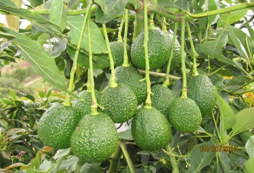 El Hass llega principalmente a Países Bajos, Reino Unido y España. Foto: Cortesía. aguacate hass, aguacate hass colombia, Aguacate hass exportaciones, Aguacate hass cifras colombia, CONtexto ganadero