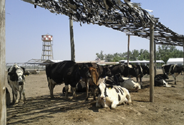 Las altas temperaturas se pueden combatir con el uso de estructuras móviles y bolsas con cortes tipo flecos, lo que garantiza el confort de los bovinos. Foto: INTA. estrés calórico, estrés calórico en bovinos, combatir el estrés calórico en el ganado, métodos para combatir el estrés calórico, efectos del estrés calórico en el ganado, ganadería sostenible, estrategias para mitigar el estrés, alltech, usda, inta, contexto ganadero, ganadería colombia, fedegán