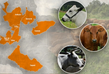 En diferentes partes del país existen mesas técnicas que trabajan por la conservación y promoción de las razas criollas. Foto: CONtexto ganadero. Esfuerzos preservación Razas criollas, razas criollas y colombianas, mesas técnicas razas criollas y colombianas, mesa técnica ganado BON, mesa técnica hartón del valle, mesa técnica romosinuano, mesa técnica chino santandereano, CONtexto ganadero, ganaderos colombia