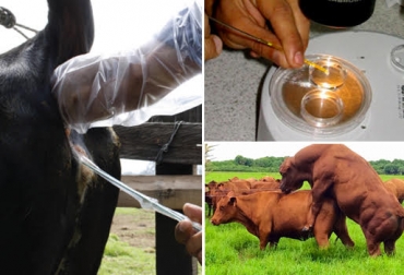 Usted puede elegir entre monta natural, transferencia de embriones o inseminación artificial. Foto: generalidadesdelaganaderiabovina.blogspot.com / ovusemreproduccionbovina.com.mx / inta.gob.ar Monta natural, transferencia de embriones o inseminación artificial, método reproducción ganado, factores elección método de reproducción ganado, elegir inseminación artificial, elegir monta natural, elegir transferencia de embriones, programas de biotecnología, CONtexto ganadero, ganaderos Colombia