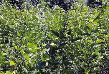 Una de las principales característica de la veranera es su capacidad de producir forraje verde en volúmenes considerables durante todo el año. Foto: Fedegán. veranera, planta forrajera, planta resistente al verano, forraje verde, alimentación del ganado, CONtexto ganadero