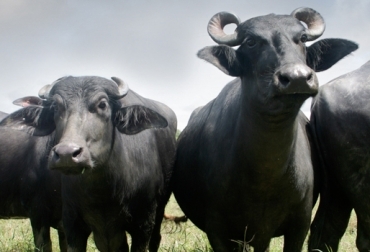 A pesar de su rusticidad, los búfalos requieren suplementación para mejorar sus índices de producción. Foto: Fedegán. producción bufalina, manejo del búfalo, alimentación del búfalo, ambiente del búfalo, bienestar del búfalo, adaptación del búfalo, producción láctea de la búfala, CONtexto ganadero
