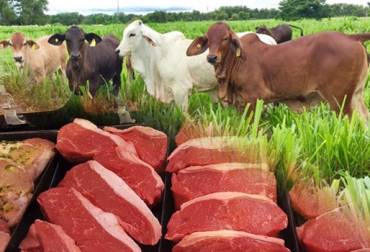 La alianza entre las 2 empresas les permitirá a los bogotanos consumir un producto de alta calidad y amigable con el ambiente. Foto: Cortesía. agrolonja, hacienda san antonio, grupo éxito, rainforest alliance, carne certificada rainforest alliance, carne verde, carne verde en colombia, producción sostenible, ganadería sostenible, juan camilo londoño, carlos toro, ganadería colombia, contexto ganadero, noticias ganaderas colombia