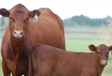Un ejemplo es el Brangus, proveniente del cruce de Brahman con Angus, especializado en producción de carne. Foto: TvAgro Cruce F1 para carne y leche, cruce F1 cebu taurus, cruce F1 cebu taurus leche, cruce F1 cebu taurus carne, mejorar producción de carne, mejorar producción de leche, ganado doble propósito, Cruce F1, razas europeas, razas cebuinas, certificado Asocebú hembras cruce leche y carne, Asocebú, CONtexto ganadero, ganaderos colombia, noticias ganaderas colombia