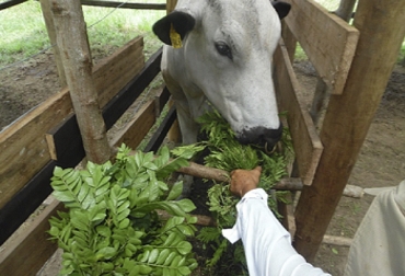 La investigación de Pérez en Agrosavia (antes Corpoica) le ha permitido conocer el detalle de las especies ideales para SSP en el Tolima. Foto: Cortesía Proyecto sistemas silvopastoriles Agrosavia Nataima Tolima, sistemas silvopastoriles baratos, especies nativas en Colombia, proyecto SSP Agrosavia Nataima, investigación sistemas silvopastoriles, especies para SSP, especies para sistemas silvopastoriles, CONtexto ganadero, ganaderos Colombia, noticias ganaderas Colombia