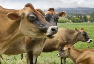 Asojersey continúa respaldando a los productores que quieren incluir genética Jersey en sus vacadas. Foto: Fedegán Libros Asojersey, registro ganado Jersey puro, registro ganado puro, bondades raza Jersey, Asojersey 2018, proyectos Asojersey, actividades Asojersey 2018, junta directiva Asojersey, ganado Jersey Colombia, Fedegán Asojersey 2018, CONtexto ganadero, ganaderos colombia, noticias ganaderas colombia