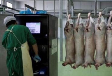Es necesario tener la cooperación del operario de sacrificio Halal durante el proceso. Foto: publico.es / EFE. ganadería, ganadería colombia, noticias ganaderas, noticias ganaderas colombia, contexto ganadero, Certificación Kosher, carne colombiana a israel, Certificación Kosher Colombia, Carne colombiana certificación Kosher 2018, Frigorificos Colombia certificación Kosher, Exportaciones carne Colombia 2018, exportar carne colombiana a israel, carne kosher, ministerio de industria y comercio, invima, invima colombia, fep, ganadería colombia, erika voogd, carnetec