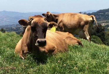 La ganadería La Granjita trabaja con vacas Jersey para obtener leche con excelente calidad composicional. Foto: Cortesía Ganadería La Granjita y Lácteos Fredonia, Día de Campo Asojersey 2018, lácteos Fredonia, La granjita, producción de leche Jersey, Jersey leche, transformar productos lácteos, producción leche Jersey en Antioquia, venta de productos lácteos en Antioquia, CONtexto ganadero, ganaderos colombia, noticias ganaderas colombia