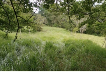“Ganaderos deben tener claro el requerimiento en kilos de pasto por parte del animal”, dijo Jorge Humberto García. Foto: Ganadería Productiva y Más Limpia Cálculos de ocupación por hectárea, resultados, cuanta comida existe en finca, cuántos kilos de animal manejar, CONtexto ganadero, noticias de ganadería colombiana.