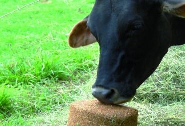 El uso de bloques es una alternativa económica en épocas de escasez de alimento. Foto: Fedegán. bloques nutricionales, fedegan, úrea, suministro de urea a los rumiantes, digestibilidad, palatabilidad, aumento del consumo de materia seca, CONtexto ganadero, noticias ganaderas, vacas
