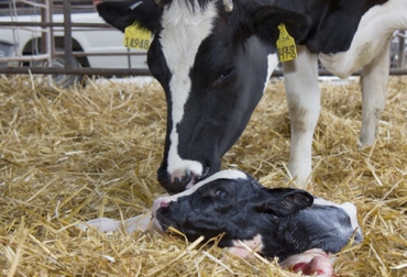 El ternero recién nacido tiene necesidades metabólicas, ambientales e inmunológicas que deben ser atendidas por el ganadero. Foto: mexico.altagenetics.com Necesidades del ternero recién nacido, necesidades del ternero, manejo del ternero, cuidado del ternero, requerimiento del ternero recién nacido, metabolismo de los terneros, sanidad en terneros, manejo del ternero, manejo del ternero recién nacido, cuidado de la madre al ternero, estimulación temprana del ternero, ingesta de calostro, CONtexto ganadero, ganadería Colombia, noticias ganaderas Colombia