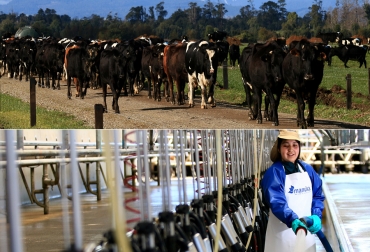 Manuka es la empresa lechera a pastoreo más grande de Chile, con más de 39 mil vacas distribuidas en 46 salas de ordeño. Foto: Manuka Manuka, leche Chile, producción leche Chile, sistema de producción de leche Chile, leche Nueva Zelanda, sistema producción de leche de Nueva Zelanda, Manuka Chile, manejo de praderas, producción de leche con pastoreo, producción de leche con pastos, CONtexto ganadero, ganaderos Colombia, noticias ganaderas Colombia