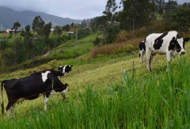 El Proyecto busca beneficiar a 1.000 productores y se espera que su labor se extienda hasta marzo de 2020. Foto: Metro Ecuador. ganadería, ganadería colombia, noticias ganaderas, noticias ganaderas colombia, contexto ganadero, Organización de las Naciones Unidas para la Alimentación y la Agricultura, FAO, Fondo para el Medio Ambiente Mundial, Ganadería Climáticamente Inteligente, Guayas, Manabí, Santa Elena, Imbabura, Loja, Napo, Morona Santiago, gases de efecto invernadero, John Preissing, representante de la FAO en Ecuador, GEI, Proyecto Ganadería Climáticamente Inteligente, GCI,