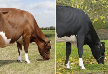 De acuerdo con el experto, la diferencia entre uno y otro es solamente física, pues en términos de genética y producción, algunos Holstein rojos se comparan con los negros. Foto: Pinterest/Jessica Miller - egenetica.com Holstein negro, Holstein rojo, Los ases de los Herrera, Holstein Colombia, Venta de ganado, remate de ganado, venta de ganado Holstein, Holstein caracterización, Holstein fenotipo, Agropecuaria Chuco, Hacienda San Pedro, Zipaquirá, Diferencias Holstein, Características Holstein, Girolando Plus, girolando puro, cruces, cruces bovinos, gyr x holstein, Girolando, ganadería colombia, CONtexto ganadero, ganaderos colombia, noticias ganaderas colombia