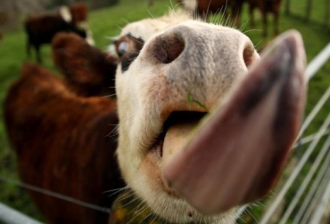 El objetivo de AgResearch es desarrollar esta vacuna para reducir los gases de las vacas. Foto: BBC Future. ganadería, ganadería colombia, noticias ganaderas, noticias ganaderas colombia, contexto ganadero, metano, dietas, dieta baja en metano, gases, gases vacas, gases de efecto invernadero, gei, reducir gei, bbc,