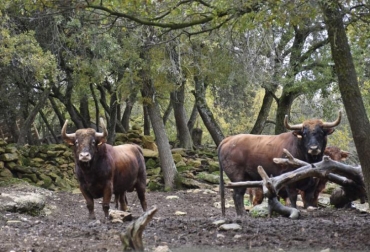 “Nuestros toros son inteligentes, aprenden muy rápido. Hay que tener mucho dominio para ponerse delante", dice Miguel Reta. Foto: Ceret de toros y Reta de Casta Navarra. ganadería, ganadería colombia, noticias ganaderas, noticias ganaderas colombia, contexto ganadero, Reta de Casta Navarra, Ceret, ganadería Reta de Casta Navarra, Miguel Reta, Navarra, ganadería de lidia, toro de lidia, historia toro de lidia, toro de lidia en España,