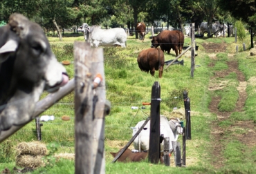 Empresa Genética Especial cuenta con su Central Reproductiva San Esteban en Tenjo. Foto: Cortesía Ganadería, ganadería colombia, noticias ganaderas, noticias ganaderas colombia, CONtexto ganadero, Genética, genética especial, Empresa Genética Especial, jorge echeverri, mejoramiento genético, Bienestar Animal, insiminación artificial, inseminación artificial Colombia, manejo inseminación artificial, ganaderos, ganaderos colombia