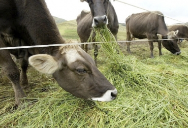 Selección del pasto, sistemas de pastoreo, condiciones ambientales y manejo integrado de malezas, son los factores determinantes en la producción forrajera para tener una ganadería tecnificada y rentable. Foto: perulactea.com carne, Pasto, forraje, pastoreo, condiciones ambientales, manejo integrado de malezas, productividad, pasturas mejoradas, pasturas nativas, tecnificación, Ganadería, ganadería colombia, noticias ganaderas colombia, CONtexto ganadero