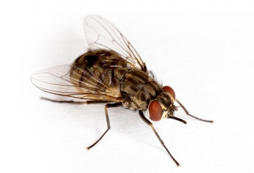 La mosca del establo se ve con frecuencia en el vientre y las patas de los animales, así como en paredes e instalaciones. Foto: perulactea.com Ganadería, ganadería colombia, noticias ganaderas, noticias ganaderas colombia, CONtexto ganadero, moscas, manejo de las moscas, control de las moscas, control integral de las moscas, moscas del ganado, efectos de las moscas en ganado, daño económico de las moscas, mosca del cuerno en bovinos, remedios para la mosca del ganado, como eliminar moscas, Bayer, remedios de bayer para las moscas, cómo eliminar la mosca del establo, miasis en bovinos, trampas para moscas, tivugon spot-on, negasunt aerosol, nevugon