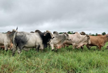Athena Foods ha venido trabajando con los diferentes actores de la cadena de producción en el desarrollo de conciencia frente a la importancia del bienestar animal como la mejor inversión en competitividad y rentabilidad. Foto: Athena Foods pasturas al aire libre, Bienestar animal, conciencia, rentabilidad, competitividad, Athena Foods, Minerva Foods, carne bovina de calidad, Ciénaga de Oro, Córdoba, Bucaramanga, Santander, frigoríficos, 38 Congreso Nacional de Ganaderos,