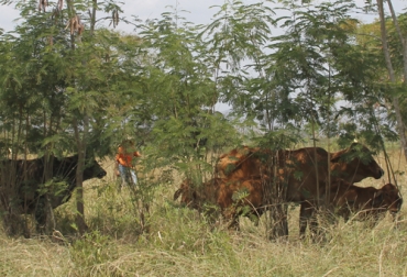 Los Planes de Vinculación de Agrosavia ofrecen ofertas forrajes para los productores de la región Caribe. Foto: Agrosavia Ganadería, ganadería colombia, noticias ganaderas, noticias ganaderas colombia, CONtexto ganadero, ganadería colombiana sostenible, Ganadería Sostenible, Agrosavia, sorgo forrajero, agrosavia sabanera, plan de vinculación, plan de vinculación caribe, plan de vinculación agrosavia, agrosavia ganadería, raza Romosinuano, romosinuano agrosavia