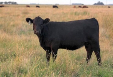 Hoy la ganadería está siendo acusada de ser responsable de las emisiones como parte del problema del cambio climático y bienestar de los animales, pero esa acusación no distingue tipos de producciones ganaderas, y no es todo lo mismo. Foto: elabcrural.com ganadería, ganadería colombia, noticias ganaderas, noticias ganaderas colombia, contexto ganadero, ganadería regenerativa, bondades de la ganadería regenerativa, elabcrural, beneficios de la ganadería regenerativa, cómo se implementa la ganadería regenerativa, para qué sirve la ganadería regenerativa,