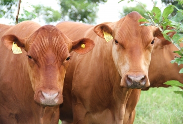 La apuesta por las razas criollas colombianas es constante por parte de Agrosavia. Foto: Cortesía. ganadería, ganadería colombia, noticias ganaderas, noticias ganaderas colombia, contexto ganadero, agrosavia, genética criolla agrosavia, ganado criollo agrosavia, plan de vinculación agrosavia, raza cebú, genética raza brahman, asocebú y agrosavia, john jacobo cañas,