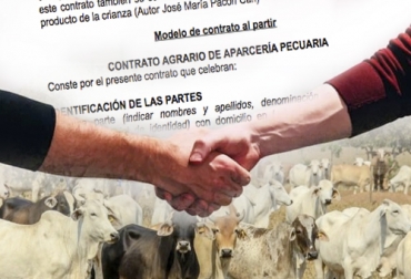 Esta modalidad de contrato ha sido utilizada tradicionalmente entre parientes o amigos para obtener más rendimientos con la cría del ganado. Foto: issuu.com/corporacionhiramservicioslegales - kapitalstereo.com - miracomosehace.com Contratos al partir, definición de contratos al partir, contratos al partir ganadería, contratos al partir ganadería Colombia, qué son los contratos al partir, beneficios de los contratos al partir, nota sobre contratos al partir, cómo mejorar los ingresos en ganadería, mejorar rendimiento financiero, ganaderos, ganaderos colombia, ganado, bovinos, ganado bovino, Ganadería, ganadería colombia, noticias ganaderas, noticias ganaderas colombia, CONtexto ganadero, contextoganadero