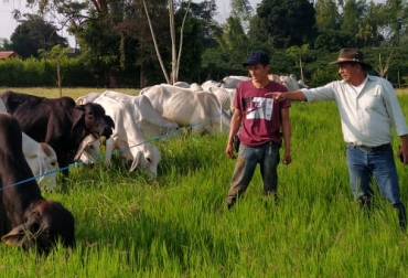 En la finca La Primavera, cerca del Parque del Café, se tiene un modelo de ganadería exitoso que todavía está desarrollándose pero que ha mostrado rentabilidad. Foto: Cortesía Carga por animal, productividad, café, plátano, banano, pastoreo, precios, terneraje, pastos, brachiaria, estrella, compostaje, suplementación, pollinaza, buenas prácticas, sanidad, mano de obra, costos de producción, abonamiento, medio ambiente, ganadería, ganadería Colombia, noticias ganaderas Colombia, contexto ganadero