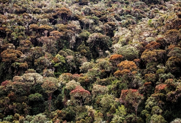 El estudio permitió entender la importancia de los ecosistemas de los Andes y los cambios que han tenido las especies que lo conforman. Foto: Sebastián Ramírez. Ganadería, ganadería colombia, noticias ganaderas, noticias ganaderas colombia, CONtexto ganadero, bosques andinos, bosque andino cambio climático, cuidado del bosque andino, beneficios del bosque andino, un periódico, Departamento de Ciencias Forestales y líder de la investigación, Miguel Ángel Peña Hernández,