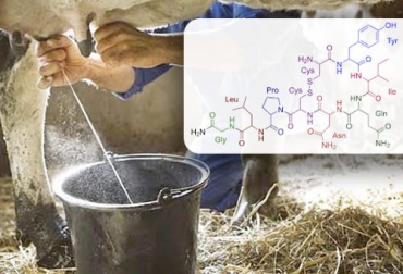 Una de las consecuencias cuando hay baja producción de oxitocina es el aumento residual de la leche en la ubre. Foto: lifeder.com - minutaagropecuaria.com Ganadería, ganadería colombia, noticias ganaderas, noticias ganaderas colombia, CONtexto ganadero, ordeño, oxitocina, oxitocina en el ordeño, ordeño mecánico, duración ordeño mecanico, parámetros del ordeño, manejo de los animales para el ordeño, liberar oxitocina