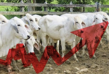 A la hora de evaluar los resultados reproductivos, de debe tener en cuenta la tasa de preñez. Foto: ventadeganado.com - contextoganadero.com ganadería, ganadería colombia, noticias ganaderas, noticias ganaderas colombia, contexto ganadero, detección de celo, sincronización, protocolos de sincronización, monitorización de celo, reproductividad novillas, programas de sincronización, inseminación artificial, recría, edad al primer parto, reproducción en novillas