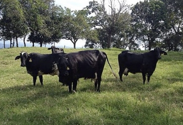 El ingeniero agrónomo zamorano y ganadero ubicado en Bolívar Álvaro Aristizábal ha recomendado la aplicación del sistema doble propósito en las ganaderías de nuestro país. Foto: agronegocios.uniandes.edu.co doble propósito, cruces animales doble propósito, ganado doble propósito, Asociación Colombiana de Criadores de Ganado Doble Propósito, qué es el doble propósito, doble propósito en Colombia, carne y leche, producir carne y leche, Álvaro Aristizábal, ganado bovino, ganadería bovina, ganaderos, ganaderos colombia, ganado, vacas, vacas Colombia, bovinos, Ganadería, ganadería colombia, noticias ganaderas, noticias ganaderas colombia, CONtexto ganadero, contextoganadero