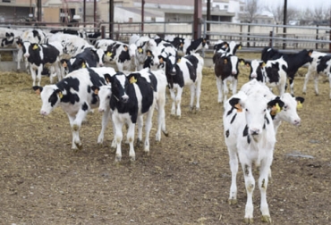 En las primeras horas del animal, el calostro es el alimento que le garantizará el desarollo de su vida. Foto: campogalego.es ganadería, ganadería colombia, noticias ganaderas, noticias ganaderas colombia, contexto ganadero, calostro, cría, terneros, calostro de terneros, suministro de calostro terneros, consumo de calostro, deficiencia de calostro, sistema inmune bovino, sistema inmune terneros, primeras edades del ternero, primeras semanas del ternero