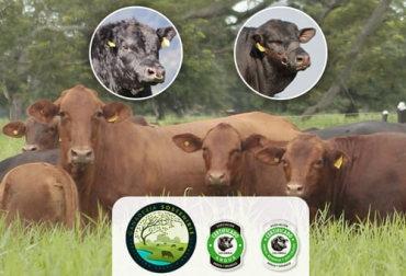Al cumplir 25 años, la Asociación Angus y Brangus de Colombia le sigue apostando al fortalecimiento de la raza y a la promoción de su carne como un producto de excelente calidad. Foto: asoangusbrangus.org.co Angus, Brangus, sello, carne, razas, consumidores, animales con registro, comerciales, precocidad, engorde, reproducción, Datos Esperados de Progenie, Deps, genómica, peso al nacer, sacrificio, producto de mesa, comercializadoras, plantas de beneficio, chapetas, chips, bastones, lectores, origen de la carne, Trazabilidad, góndolas, supermercados, terneza, marmoreo, Ganadería, ganadería colombia, noticias ganaderas colombia, CONtexto ganadero