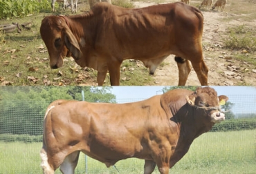 Con la observación de estos signos físicos se puede inferir si un bovino es fértil o subfértil sin tener que hacer una evaluación más profunda. Foto: infoagro.com.ar - pxhere.com causas de infertilidad en bovinos, características toros fértiles, características bovinos fértiles, infertilidad en bovinos, bovino estéril, problemas de fertilidad en ganado bovino, qué es la subfertilidad, fertilidad en ganado bovino, ganado bovino, ganadería bovina, carne, leche, ganaderos, ganaderos colombia, ganado, vacas, vacas Colombia, bovinos, Ganadería, ganadería colombia, noticias ganaderas, noticias ganaderas colombia, CONtexto ganadero, contextoganadero