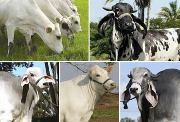 De arriba hacia abajo están ejemplares de razas carora, sardo negro, tabapua, canchim e indubrasil. Foto: razasbovinasdecolombia.weebly.com - facebook.com/vacaslecherasmundial - perulactea.com - pinterest.com Carora, Sardo Negro, Tabapua, canchim, Indubrasil, razas bovinas Latinoamérica, razas bovinas en México, razas bovinas en Brasil, qué tipo de ganado bovino hay en México, qué tipo de ganado bovino hay en Brasil, Venezuela, argentina, ganado bovino, ganadería bovina, carne, leche, ganaderos, ganaderos colombia, ganado, vacas, vacas Colombia, bovinos, Ganadería, ganadería colombia, noticias ganaderas, noticias ganaderas colombia, CONtexto ganadero, contextoganadero
