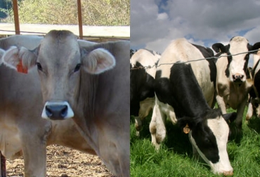 Si bien podría tratarse meramente de nombres diferentes, cabe aclarar que hay distinciones entre la raza pardo suizo y el suizo pardo, así como entre el ganado holstein y el frisón. Foto: Fedegán - pardosuizo.com Bos taurus, bos indicus, nombres de razas de ganado, ganado vacuno, razas de ganado en colombia, razas de toros, razas de ganado lechero, razas europea de bovinos, razas de vacas en mexico, razas de ganado de carne, raza de vacas blanca, holstein, frisona, pardo suizo, suizo pardo, ganado bovino, ganadería bovina, carne, leche, ganaderos, ganaderos colombia, ganado, vacas, vacas Colombia, bovinos, Ganadería, ganadería colombia, noticias ganaderas, noticias ganaderas colombia, CONtexto ganadero, contextogana