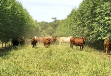 A la hora de establecer un SSP, esta guía le puede servir para planificar cuáles los costos y gastos de hacerlo, pero más importante la rentabilidad que le puede generar. Foto: elabcrural.com Aspectos económicos sistemas silvopastoriles, ingresos, costos, gastos, inversiones, Sistemas silvopastoriles, SSP, economía sistemas silvopastoriles Colombia, inversión en sistemas silvopastoriles, rentabilidad, ganado bovino, ganadería bovina, carne, leche, ganaderos, ganaderos colombia, ganado, vacas, vacas Colombia, bovinos, Ganadería, ganadería colombia, noticias ganaderas, noticias ganaderas colombia, CONtexto ganadero, contextoganadero