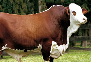 El Braford autraliano se caracteriza por una pequeña joroba, piel suelta y pelaje corto rojo y blanco. Foto: portalbraford.com ganadería, ganadería colombia, noticias ganaderas, noticias ganaderas colombia, contexto ganadero, ganadería, ganadería bovina, razas bovinas, ganado hereford, Ganado Sanga, Toro de sur de Devon, Ganado Yakutiano, Holstein, Braford australiano, Ganado Vorderwald, Friesian Sahiwal australiano, Ganado bovino Arouquesa, toro de lidia, Ganado Ankole-Watusi, toro abundancia